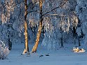 Vinter träd2